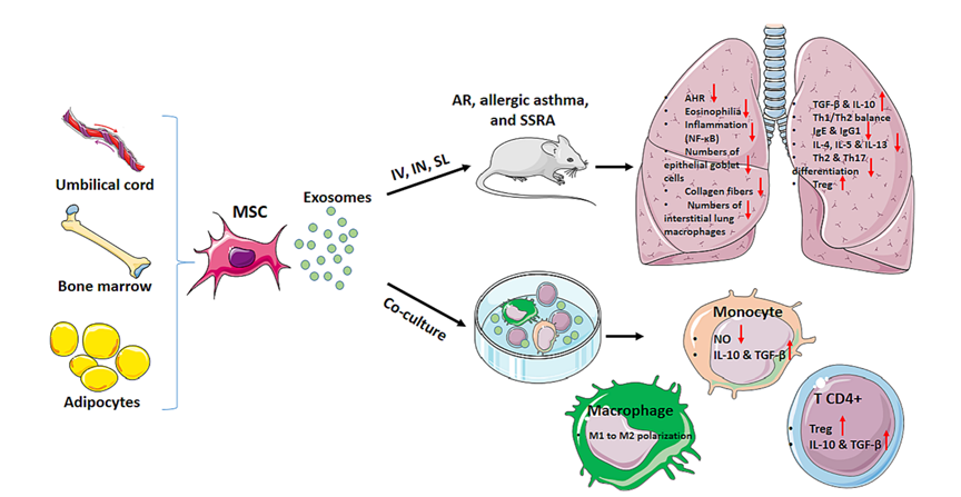 !针对中重度过敏性鼻炎的干细胞药物获批临床试验 1761703172223891.png
