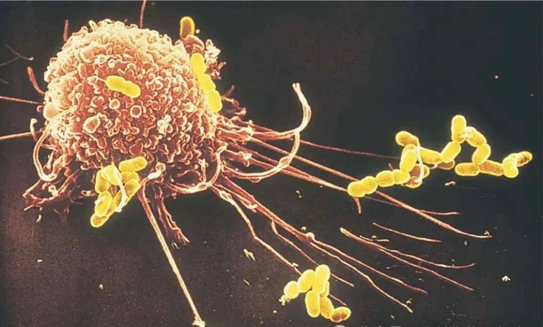 免疫细胞疗法:人群、周期、使用时间,一文统统讲清!