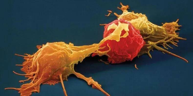 免疫细胞疗法:人群、周期、使用时间,一文统统讲清!