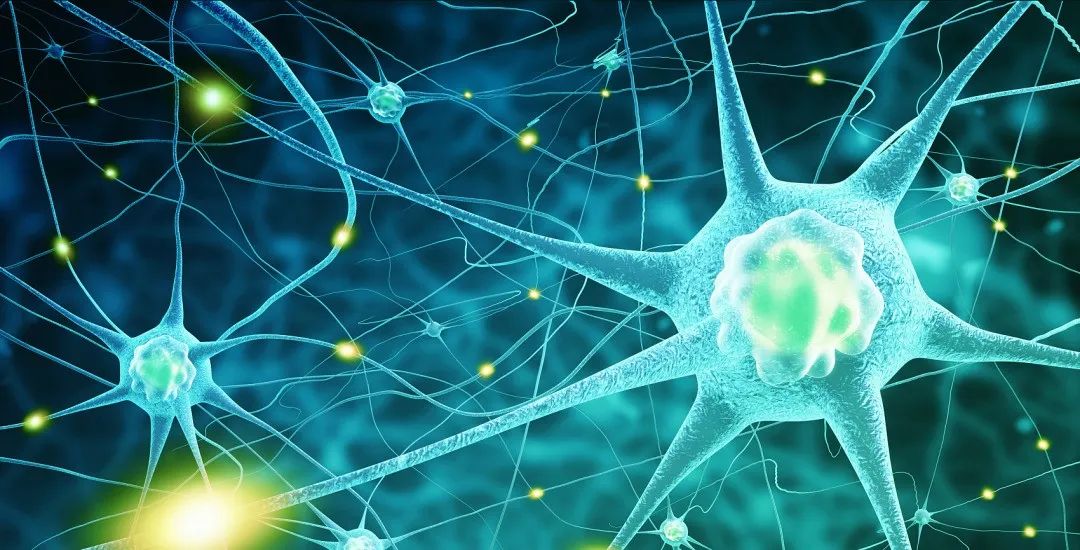 50岁后忘性大、注意力差?干细胞正在拯救“断崖式衰老”的大脑 1772162201925100.jpg