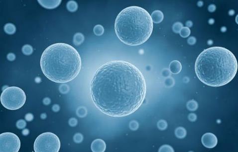 干细胞从何而来？