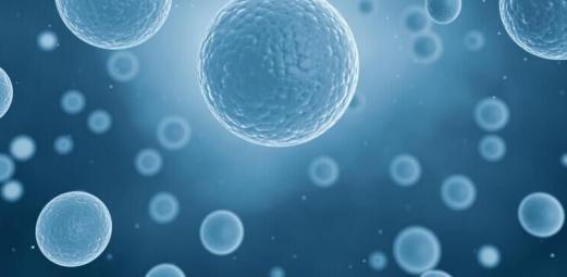 干细胞的任务是什么？