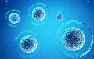 干细胞的作用是什么