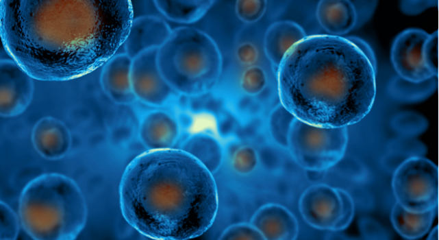干细胞进入人体内都做了哪些工作？