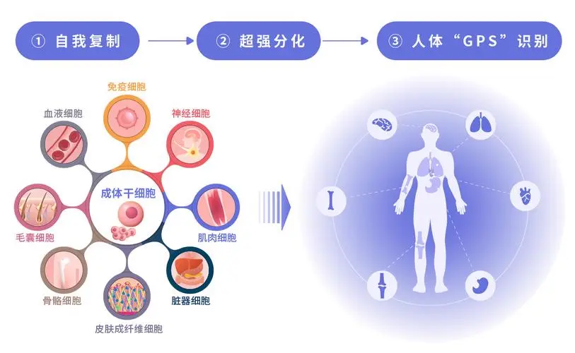 干细胞5大作用，更好
的药源于你自己！