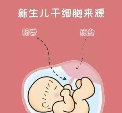 脐带、胎盘来源的间充质干细胞为什么不用配型？看完就都明白了