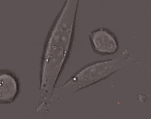 1.3.gif